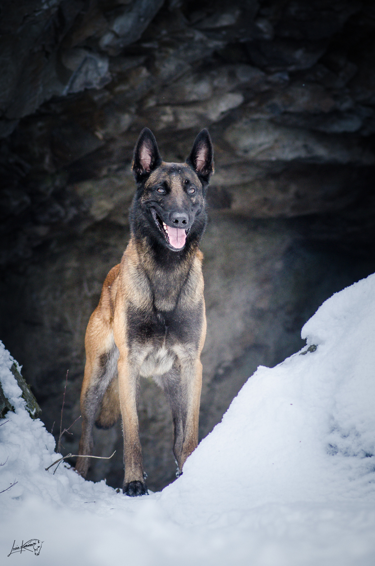 Attack Barathea, belgický ovčák malinois