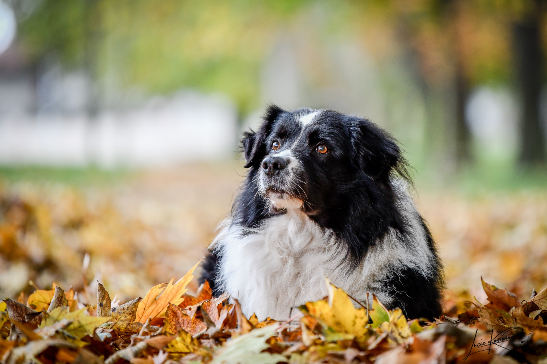 Casie od Appaloosek, border kolie