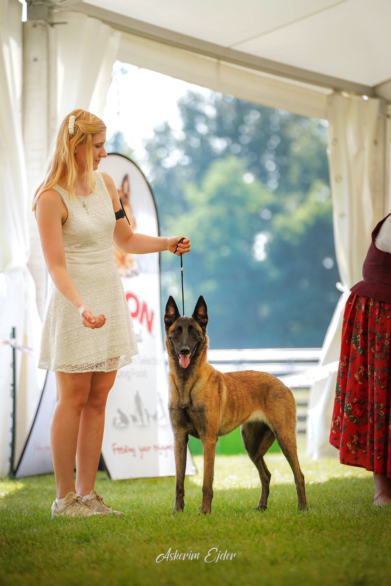 Artemis Dia z Moravského povodí, belgický ovčák malinois